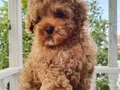 Evinize neşe ve sevgi katacak toy poodle bebeğimiz 