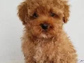 Evinize neşe ve sevgi katacak toy poodle bebeğimiz 