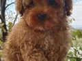 Evinize neşe ve sevgi katacak toy poodle bebeğimiz 
