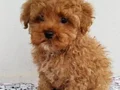 Evinize neşe ve sevgi katacak toy poodle bebeğimiz 
