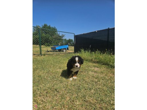 Bernese Mountain Dog yavrusu 