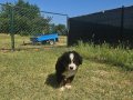 Bernese Mountain Dog yavrusu 