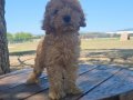 2 aylık erkek Minyatur poodle