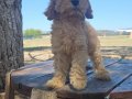 2 aylık erkek Minyatur poodle