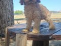2 aylık erkek Minyatur poodle