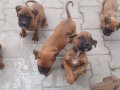 6 adet boxser 2 aylık yavular sahiplendilecektir 2 erkek