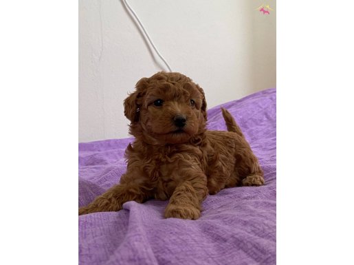Red brown toy Poodle bebekler