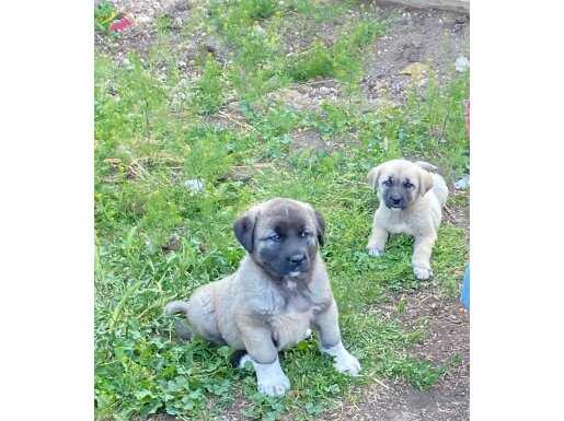 Sivas kangal yavrularımız sahiplendirilecektir 