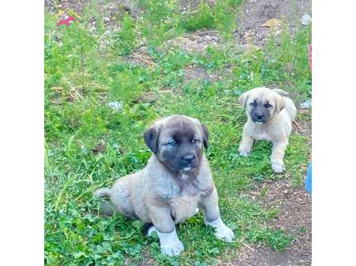 Sivas kangal yavrularımız sahiplendirilecektir Sivas kangalı