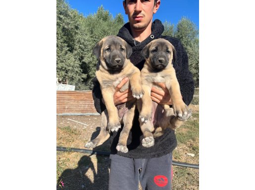 Sivas kangal yavrularımız sahiplendirilecektir