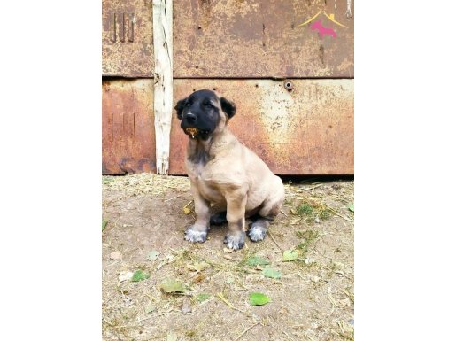 YURT DIŞI YURT İÇİ HER İLE GÖNDERİM SAĞLANIR ORJİNAL KANGAL 