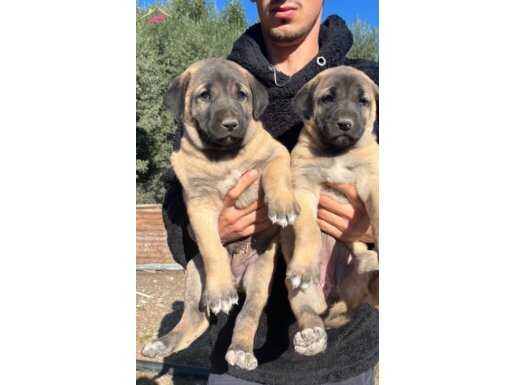 YURT İÇİ YURT DIŞI HER İLE GÖNDERİM SAĞLANIR ORJİNAL KANGAL 