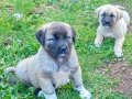 Sivas kangal yavrularımız sahiplendirilecektir Sivas kangalı