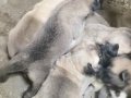 Sivas kangal yavrularımız her ile ilçeye gönderiyoruz 