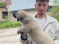 Sivas kangal yavrularımız her ile ilçeye gönderiyoruz 