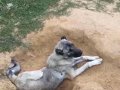 Sivas Kangal yavrularımız