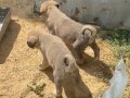 Sivas Kangal yavrularımız