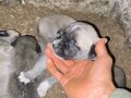 Sivas Kangal yavrularımız