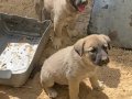 Sivas Kangal yavrularımız