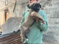 Sivas Kangal yavrularımız