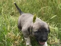 Kampanyalı kangal yavrularımız 