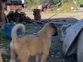 Kampanyalı kangal yavrularımız 