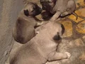 Kampanyalı kangal yavrularımız 