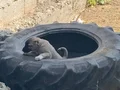 Kampanyalı kangal yavrularımız 