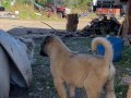 Sivas kaliteli kangal yavrularımız 