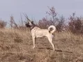 Sivas kaliteli kangal yavrularımız 