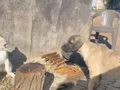 Uygun verilecektir Sivas Kangalı yavrularımız