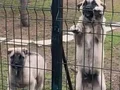 Uygun verilecektir Sivas Kangalı yavrularımız