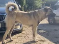 Uygun verilecektir Sivas Kangalı yavrularımız