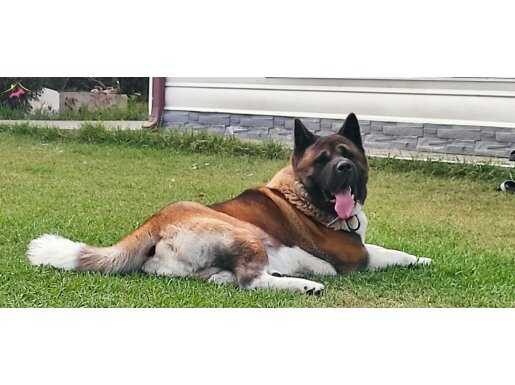 A SCR li Amerikan Akita Erkek