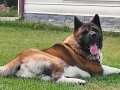 A SCR li Amerikan Akita Erkek