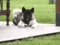 Dişi Amerikan Akita Yavru