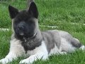Dişi Amerikan Akita Yavru