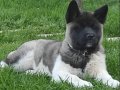 Amerikan Akita Dişi Yavru