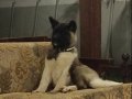 Amerikan Akita Dişi Yavru