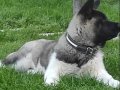 Amerikan Akita Dişi Yavru