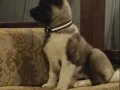 Amerikan Akita Dişi Yavru