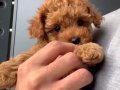 Micro Boy Yavrular Anne Altından ( < 1 KG )
