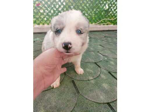 BorderCollie bebekler