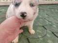 BorderCollie bebekler