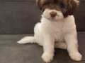 Acil yuva