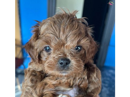 Poodle Erkek yavru 55 gunluk 