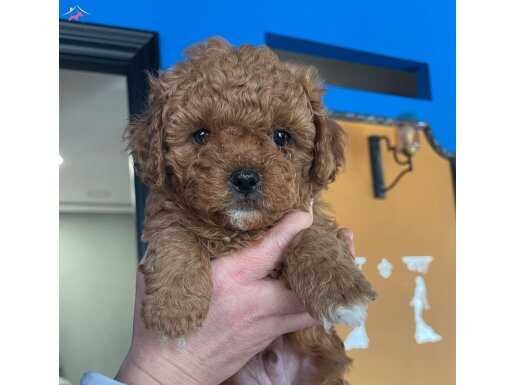 Poodle erkek 55 gunluk ev bakimli yavru