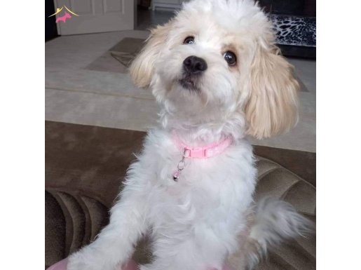 3 yasinda Maltipo kizimizi Sahiplendirecegiz 