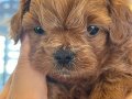 40 Gunluk Erkek poodle yavru 