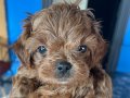 Poodle Erkek yavru 55 gunluk 